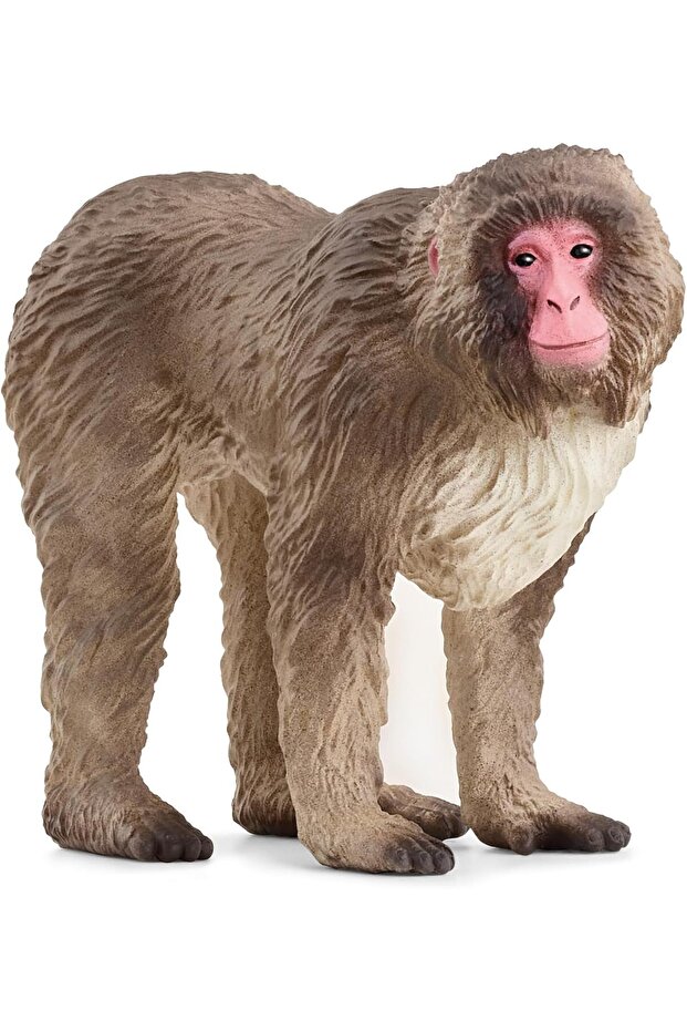 Japanese Macaque 14871