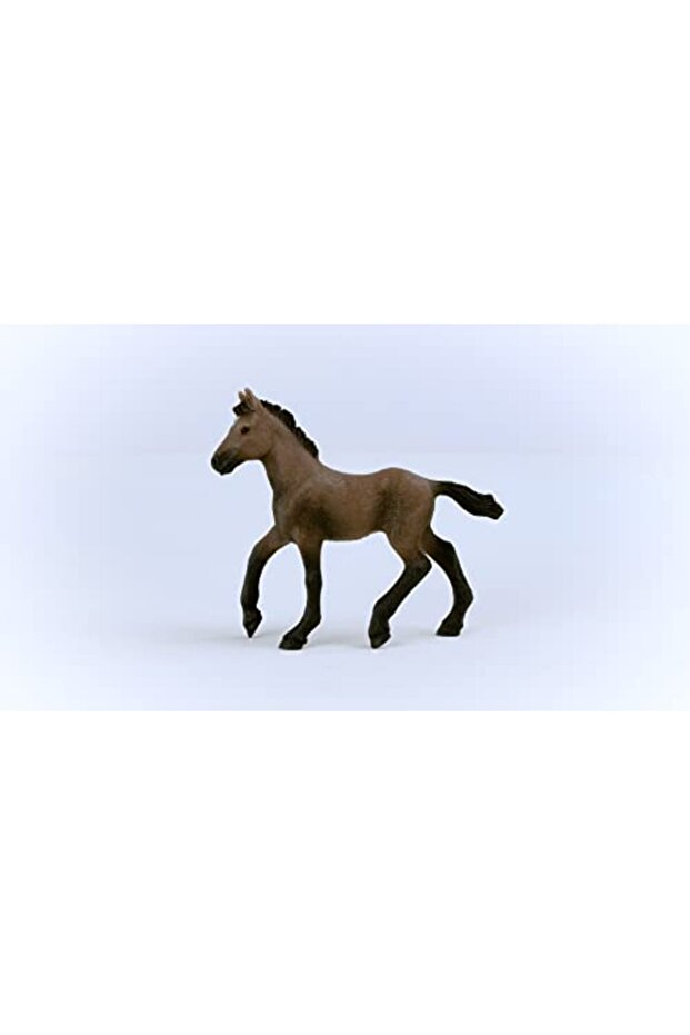 Peruvian Paso Foal 13954 - 4