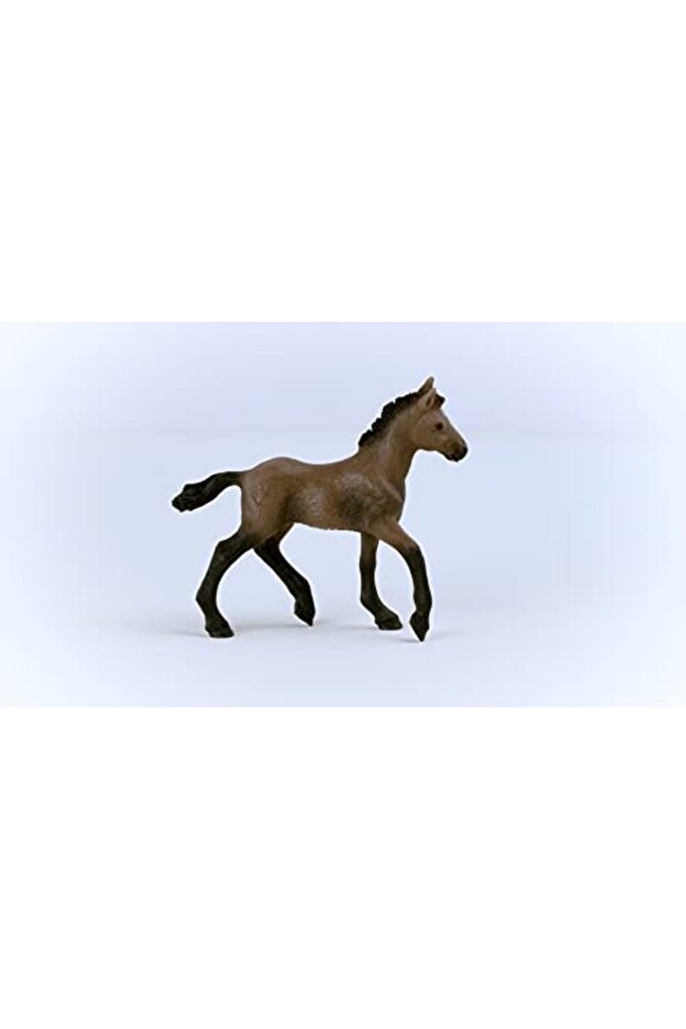 Peruvian Paso Foal 13954 - 5