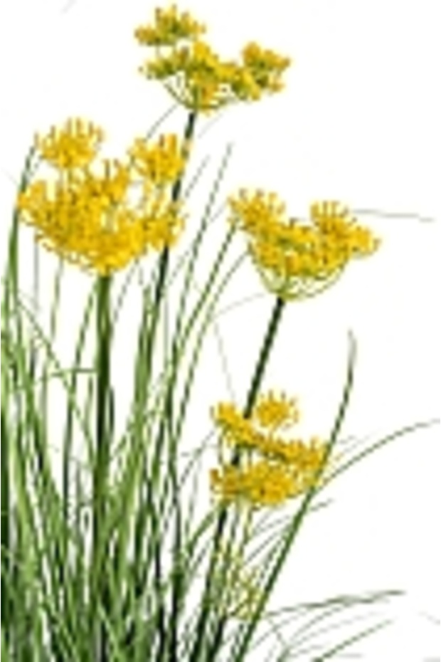 Onion Grass - 8