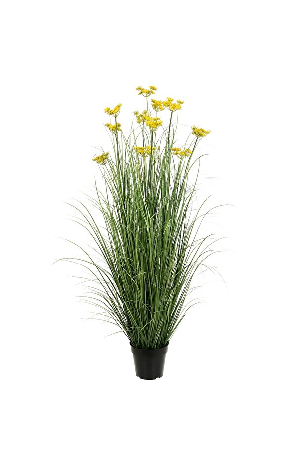 Onion Grass - 2