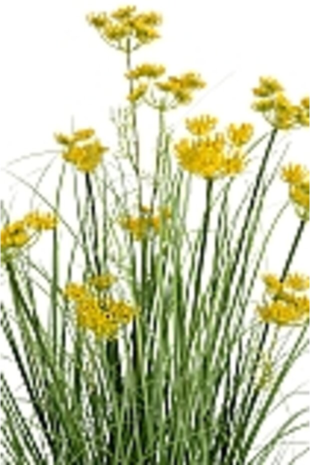 Onion Grass - 6