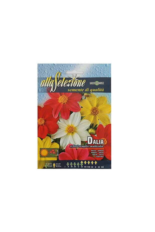 Seeds Dahlia