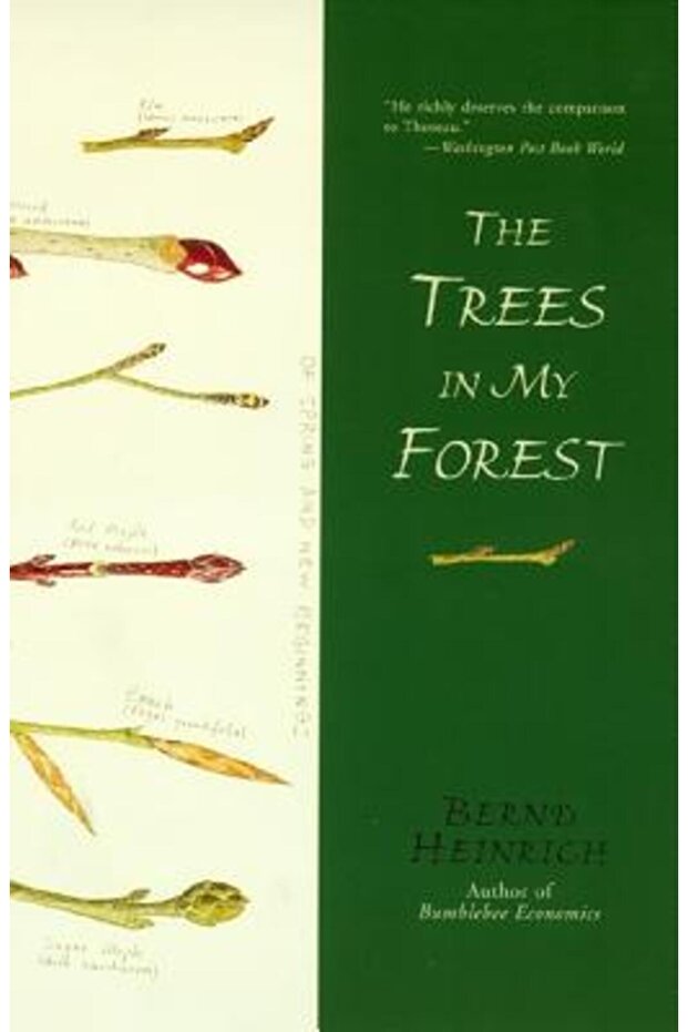 The Trees in My Forest - 1
