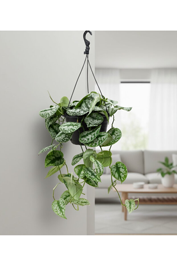 Satin Pothos Hanging Scindapsus Pictus 'Argyraeus'