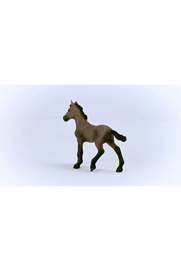 Peruvian Paso Foal 13954 - 3