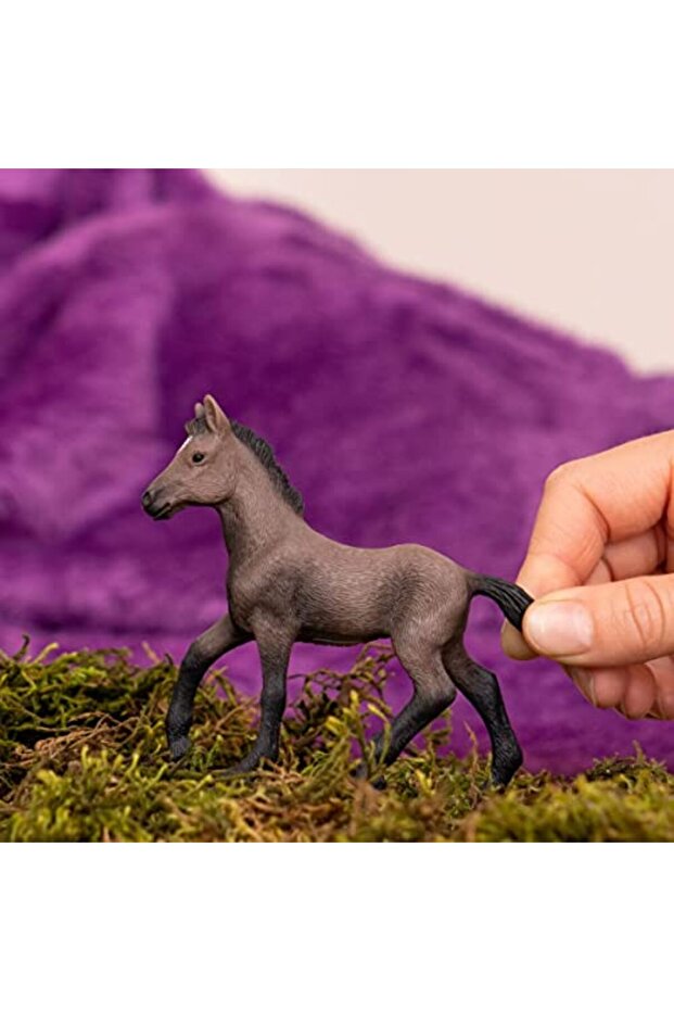 Peruvian Paso Foal 13954 - 2