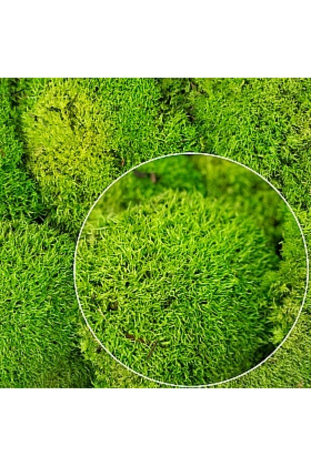 Moss