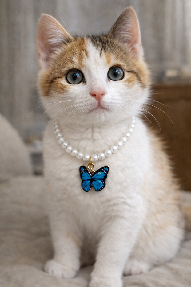 Butterfly and pearl design cat necklace