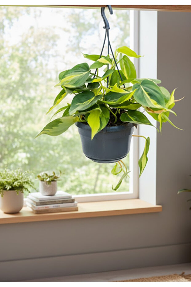 Philodendron Brasil Hanging