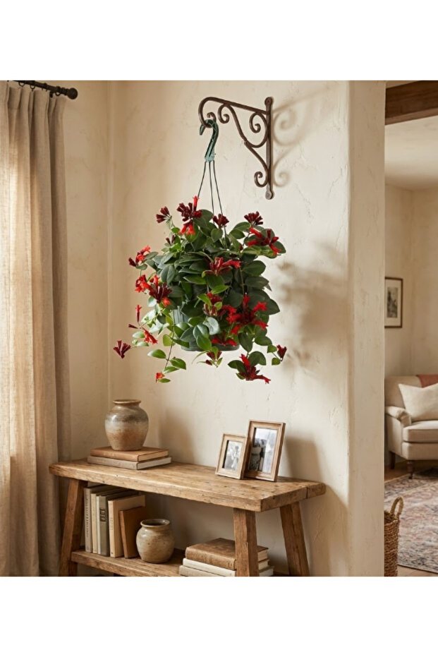 Monalisa Lipstick Plant Hanging Aeschynanthus Radicans