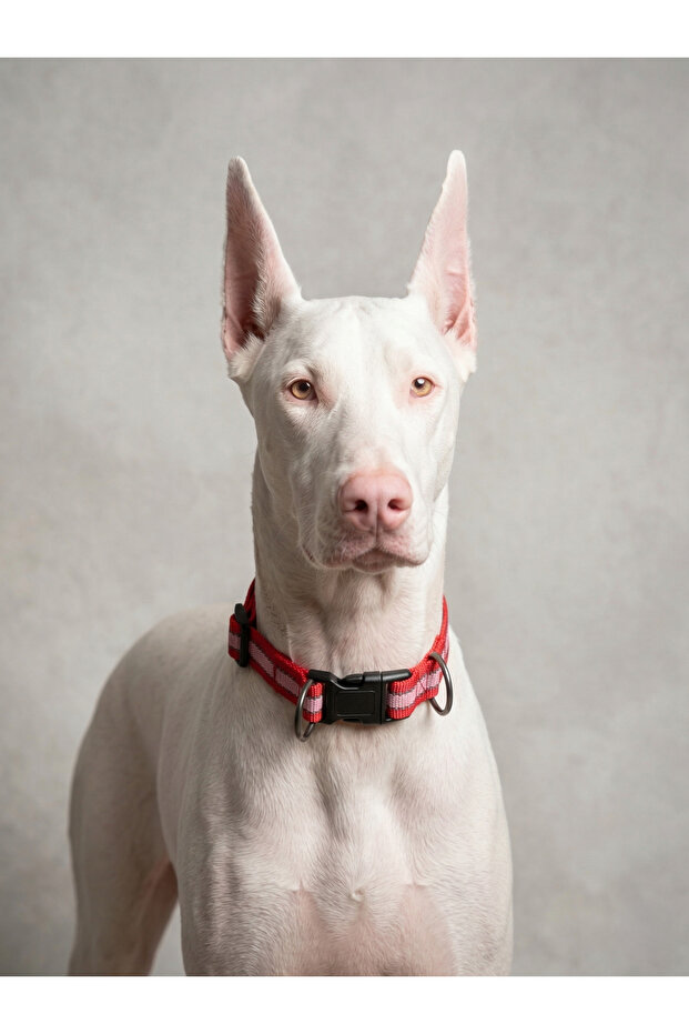 Reflective Dog Collar with Clip, Adjustable Double D-Rings, Night Visibility (S-L)