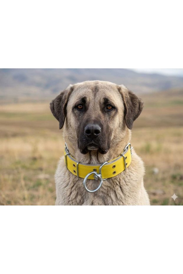 Large Breed Adult Dog Collar 80X5 cm