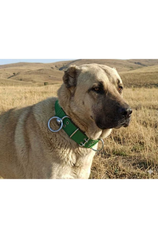Large Breed Adult Dog Collar 80X5 cm