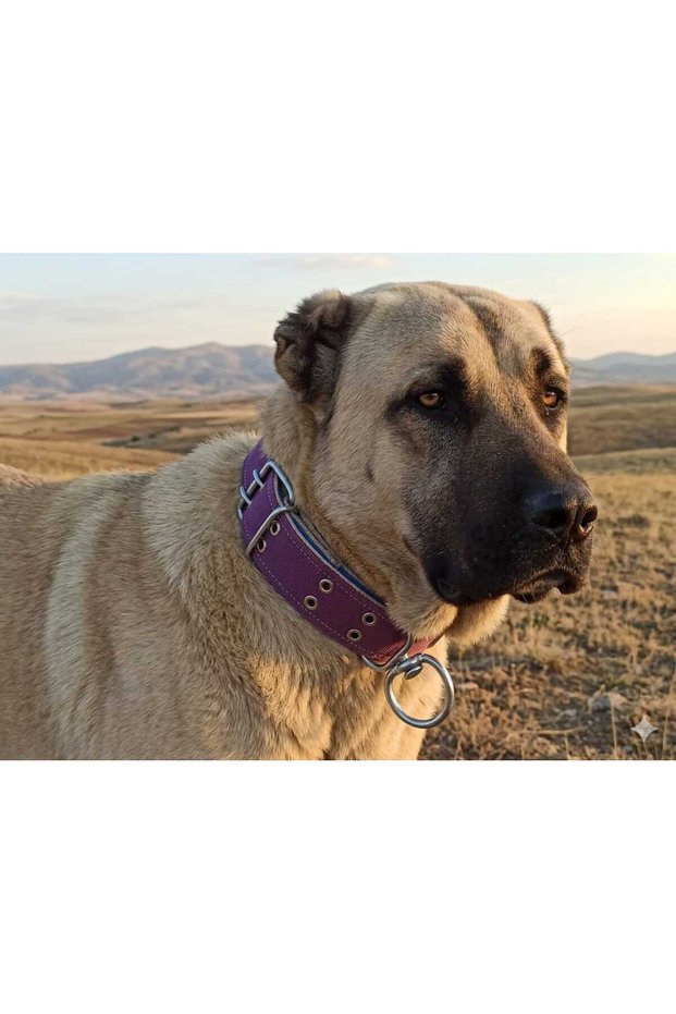 Large Breed Adult Dog Collar 80X5 cm