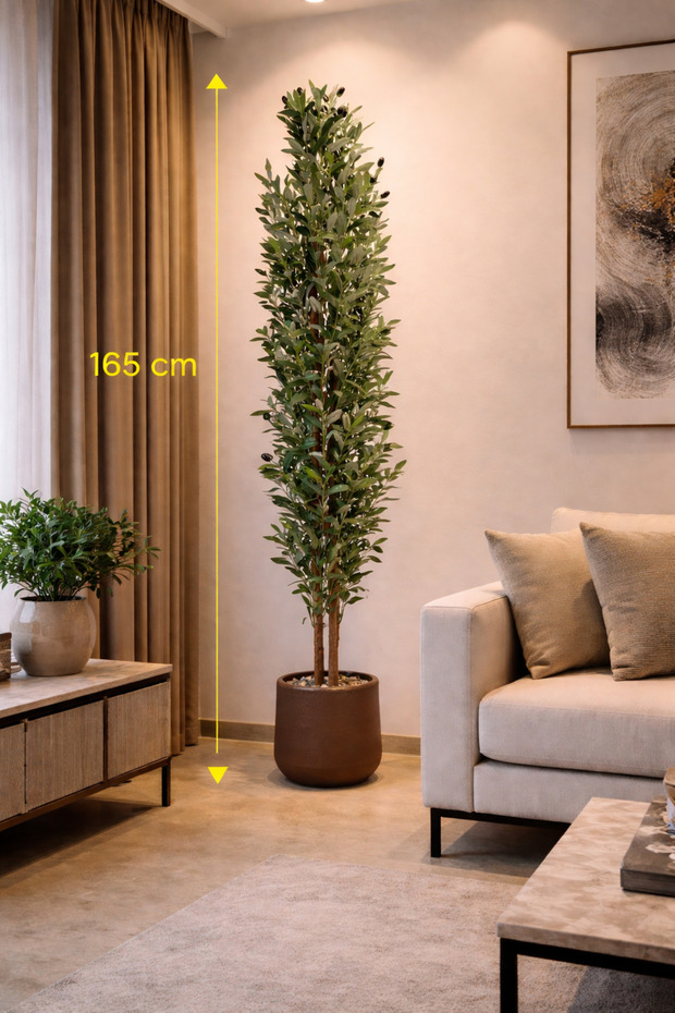 Olive Tree with 3 Branches and 165 cm Length