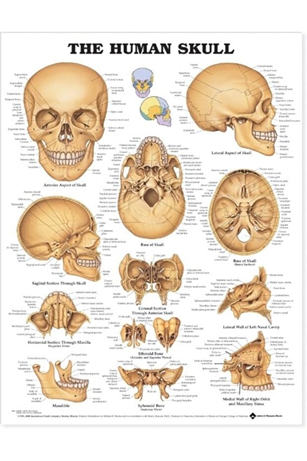 The Human Skull Anatomical Chart