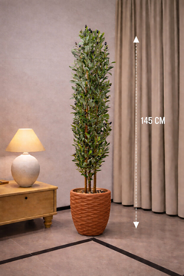 Olive Tree with 3 Branches and 145 cm Length