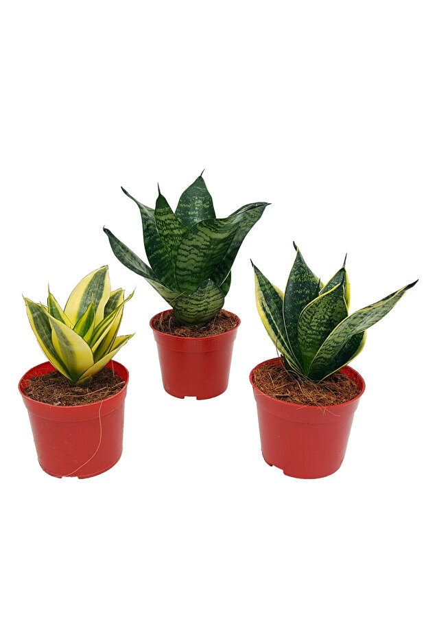 Sansevieria mixt