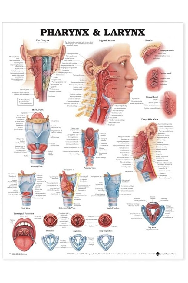Pharynx & Larynx Anatomical Chart