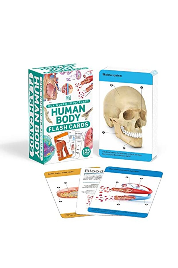 Our World in Pictures Human Body Flash Cards