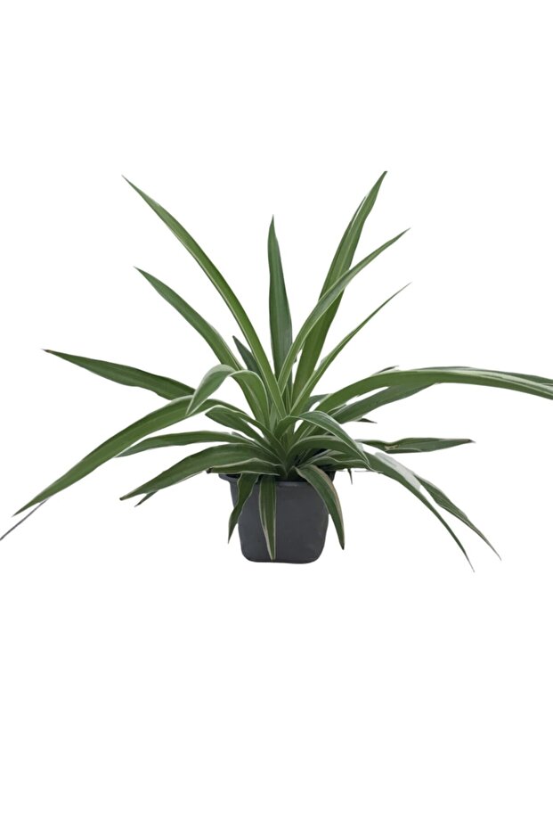 Kurdele Çiçeği - 1