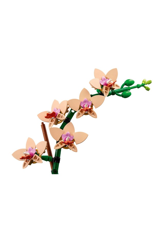 ® Botanicals - Mini orhidee (10343) - 3