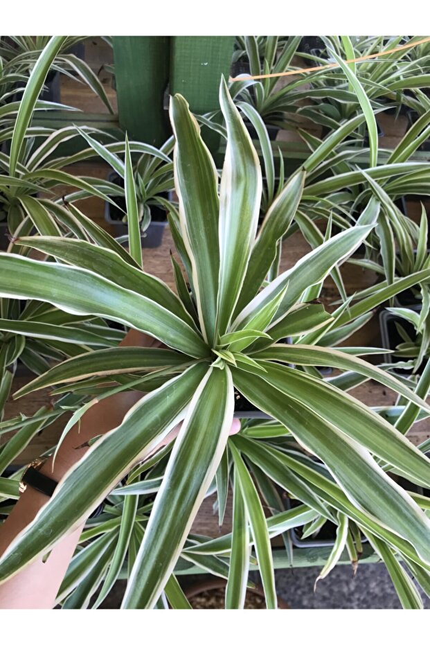 Kurdele Çiçeği - 3