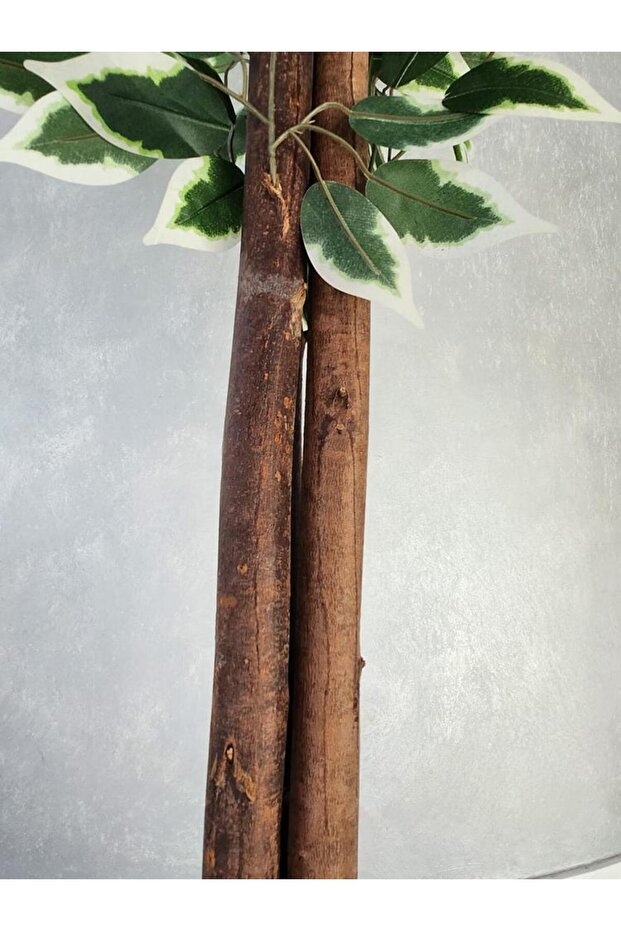 Ficus 180cm - 4