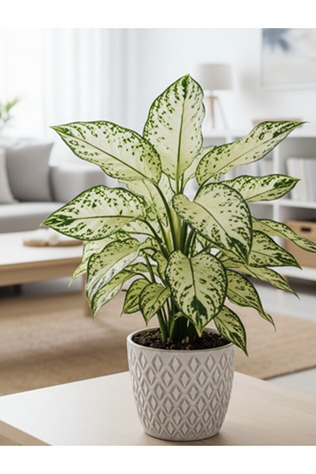 Aglaonema Super White - With Plastic Pot - 20cm to 30cm