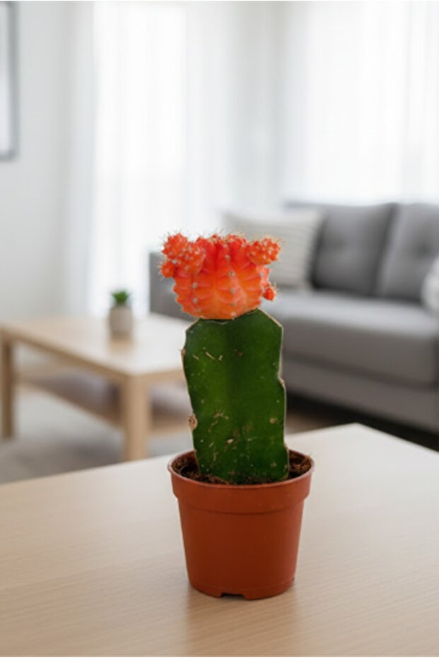 Mihanovichii Cactus - With Plastic Pot - 15cm to 20cm