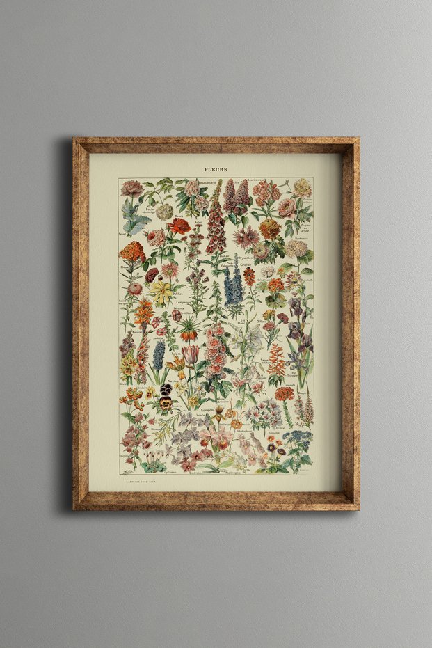 Botanical Floral Illustrations - Vintage Patterned Frame - Fine Model