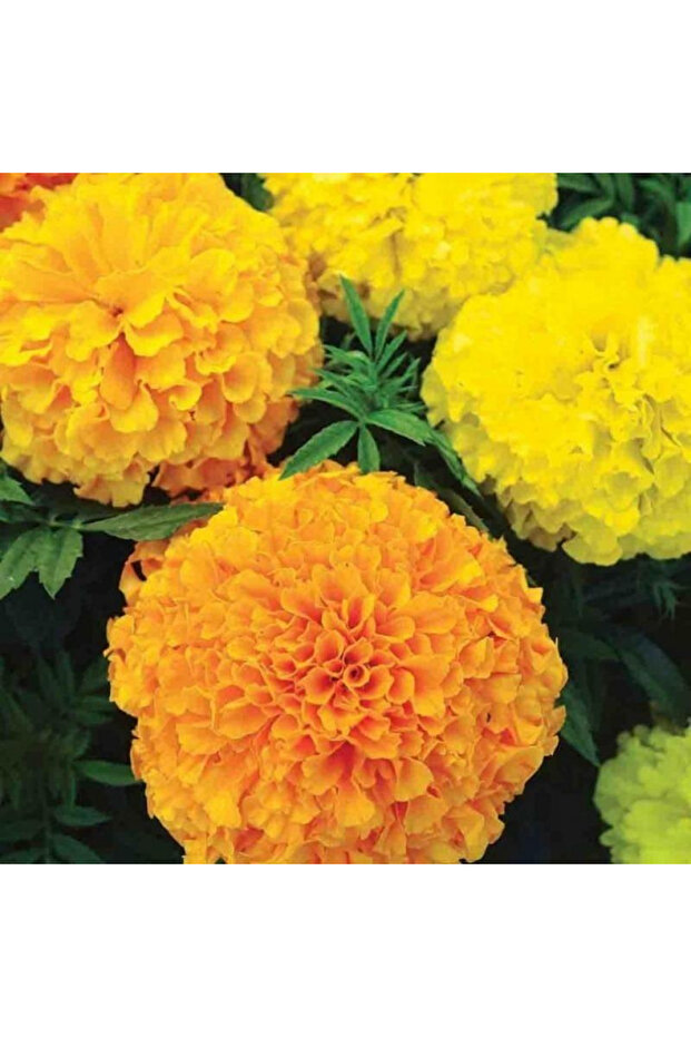 182pcs بذور بذور كالندولا