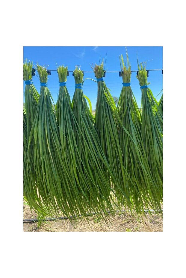 50pcs بذور عشب حلو غير المعدلة وراثيا