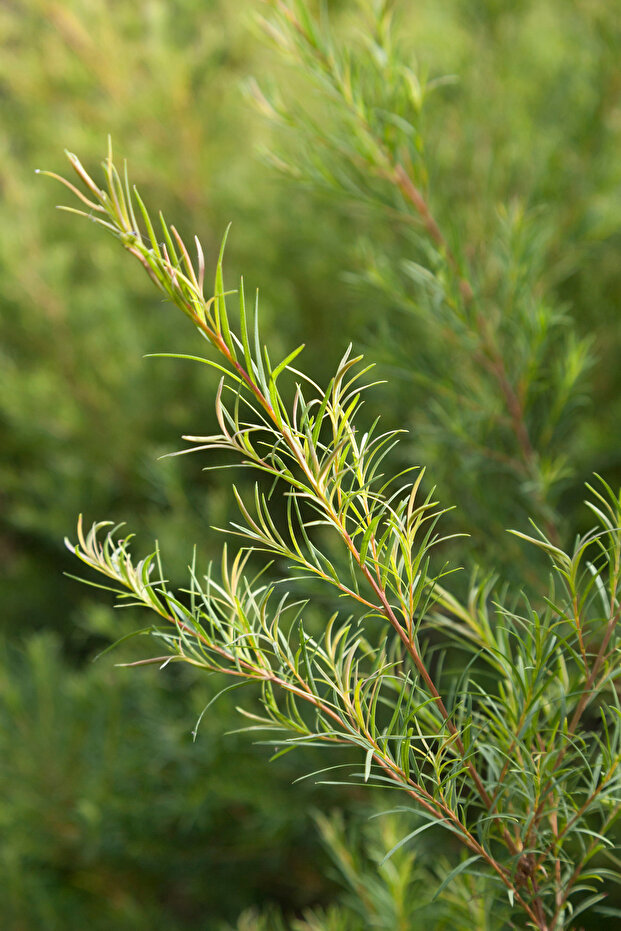 Tea Tree Oil 50 ml - 3