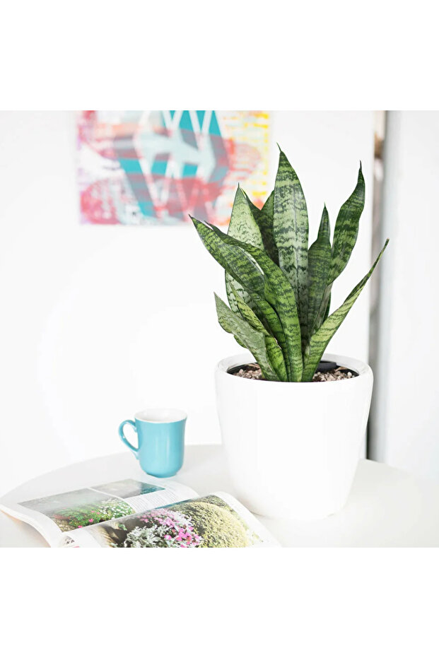 Sansevieria Zeylanica Sanseveria With Ceramic (Holland)