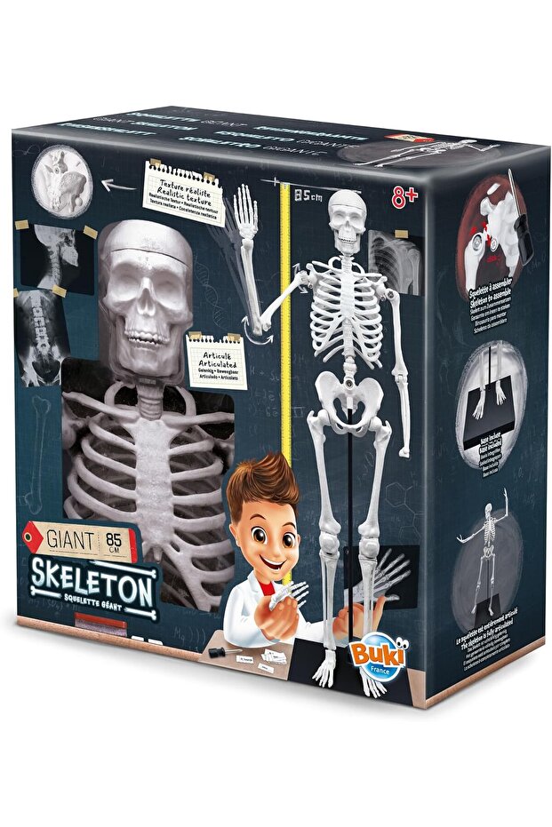 Skeleton 85 cm