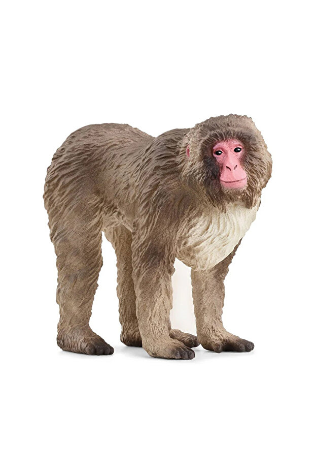 Viață sălbatică - Macaque japonez