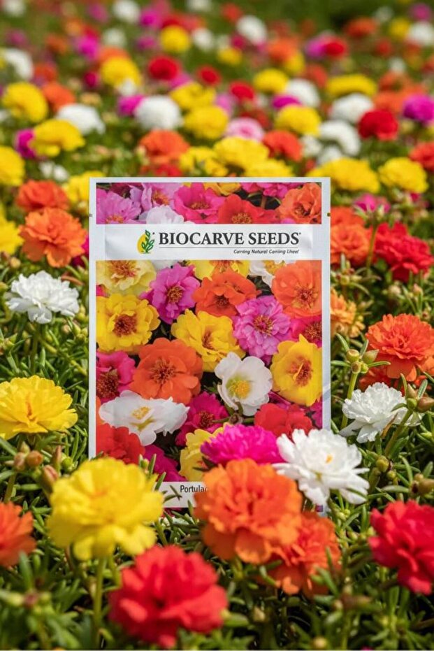 portulaca double mixed