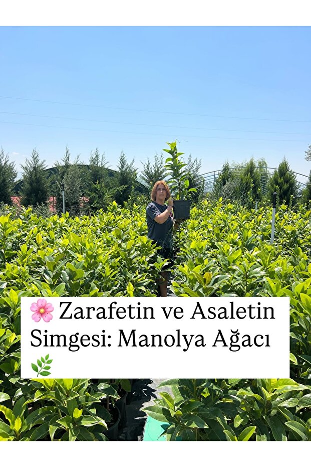 Manolya ağacı