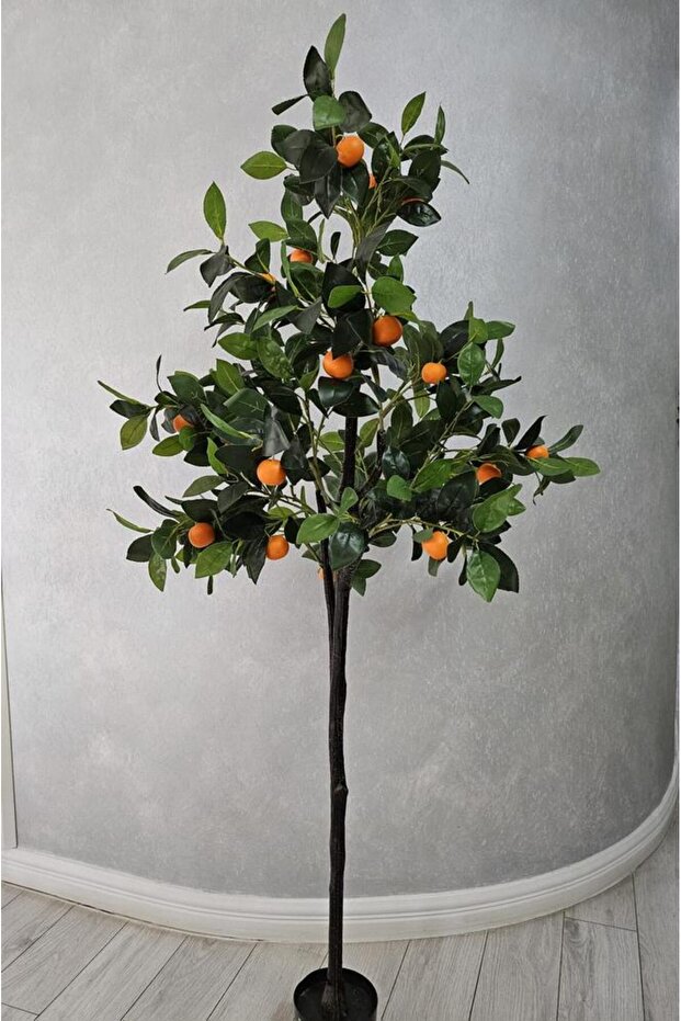 Portocal 170cm - 5