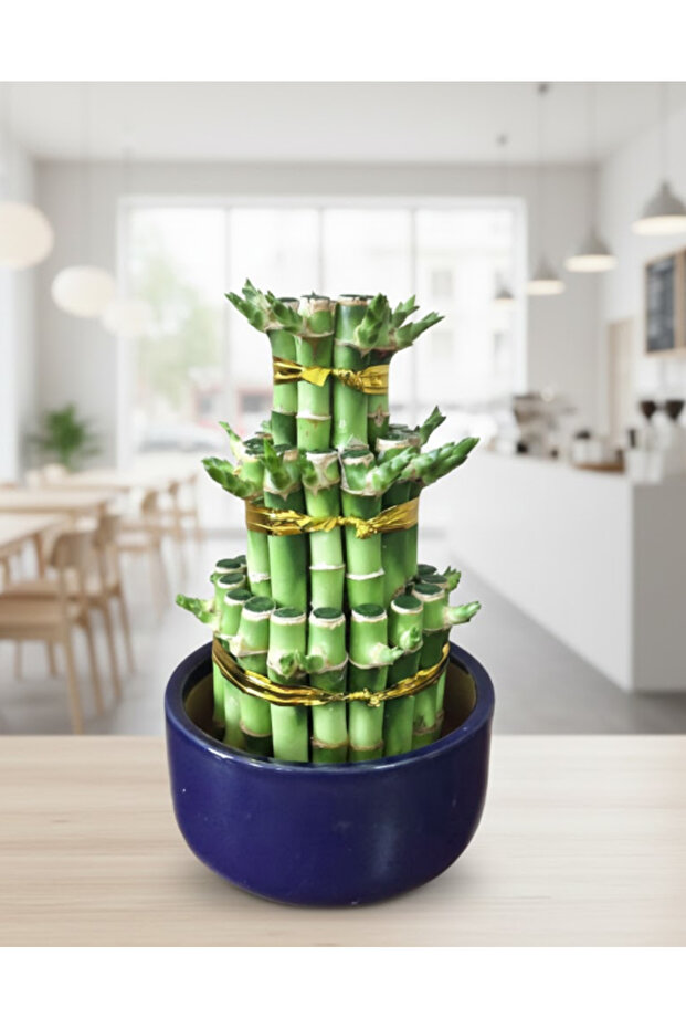 Lucky Bamboo 3step With Ceramic