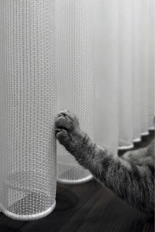 Mia Series Paw-Friendly Self-Recovering Cat Ecru Tulle Curtain