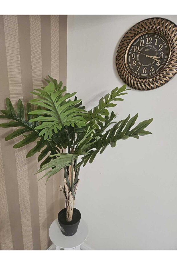 Philodendron 130cm - 3