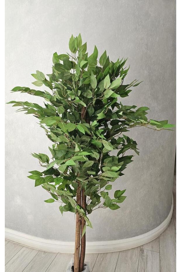 Ficus 150cm - 3