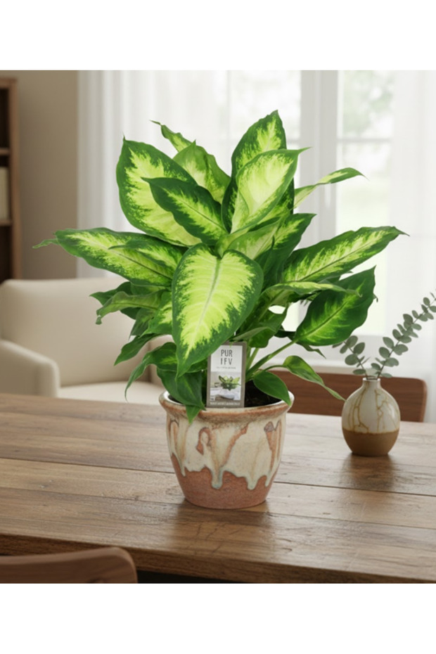 Dieffenbachia Camilla - 40cm