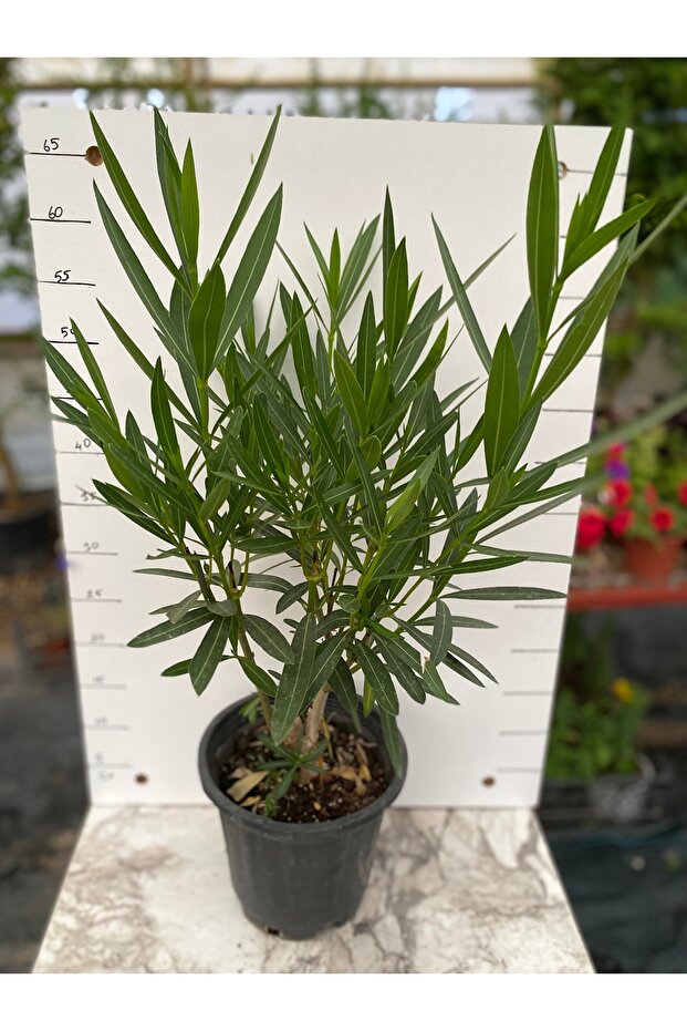 Zakkum nerium oleander
