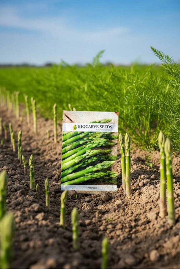 Asparagus