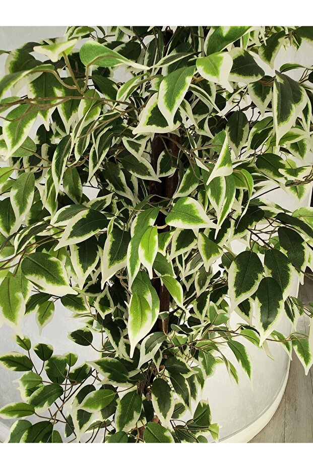 Ficus 180cm - 2