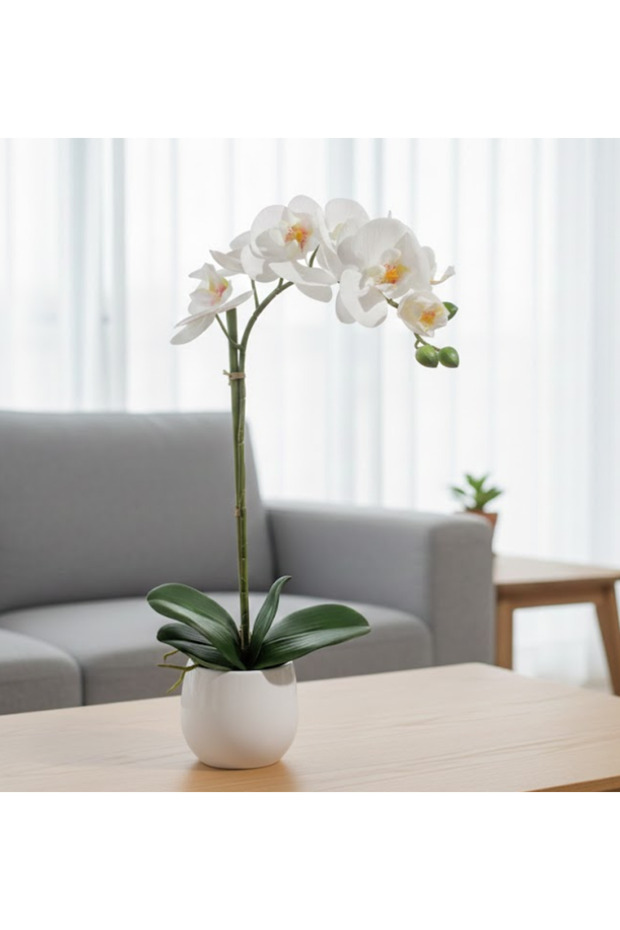 Phalaenopsis Orchid Thailand (White, Single Stem) - 50cm to 70cm